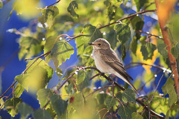 a small gray bird sitting among the Golden autumn leaves of the birch on background blue sky