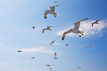 Flying seagulls