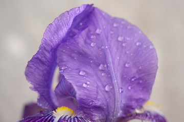 Orquídea