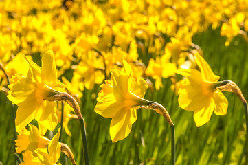 Obraz premium Daffodils or narcissus flowers flowerbed loan in a park