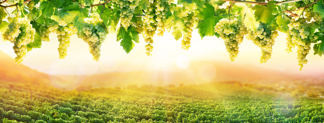 Fototapeta Viticulture At Sunset - White Grapes Hanging In Vineyard
 obraz