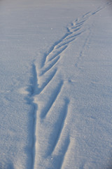 Ski tracks in the snow. The tracks are made in the deep snow on a lake ice. Image taken during sunset in Finland on a cold winter day.
