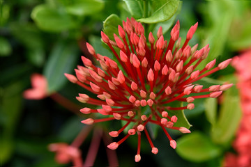 Ixora