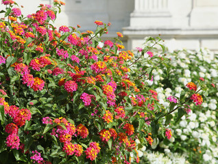 Lantana rose