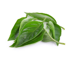 Sweet basil white background
