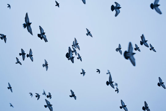 Flying pigeons against blue sky