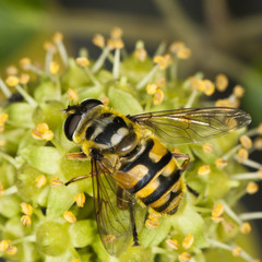 Schwebfliege auf Efeublüten