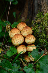 Forest mushroom in natural habitat