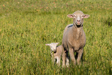 ewe with newborn lamb standing on meadow