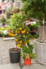 Fototapeta na wymiar Orange tree in street florist shop