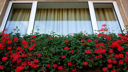 Fototapeta na wymiar Window flowers
