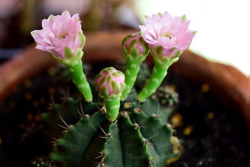 Cactus flowers