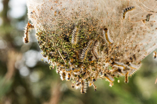 Pine processionary nides at mountain.