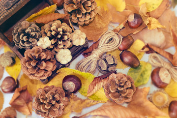 Small decorative treasure chest with pine cones, chestnuts, acorns and autumn leaves. Autumn scene. Autumn background. Fall. Nuts.