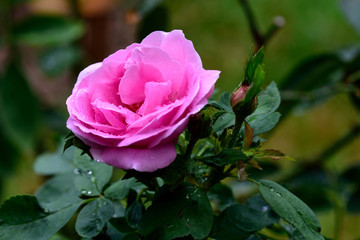 Pink rose