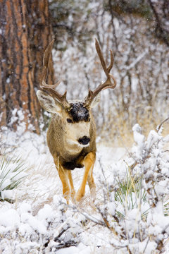 Snowstorm Deer