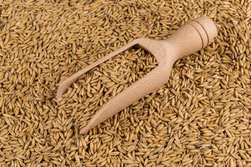 Gordijnen natural oat grains background, closeup © VertigoBarrov