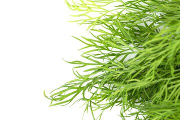 Fresh organic dill