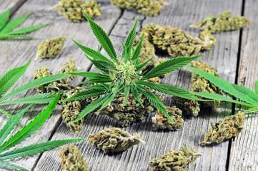 Obraz premium Cannabis plant and buds