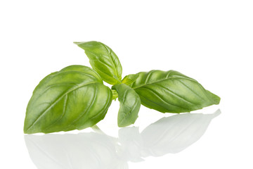 Fresh green leaf basil