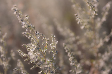 Wormwood (shallow depth of field)