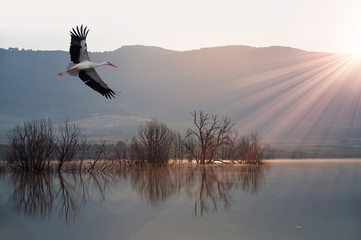 Stork over golden lake