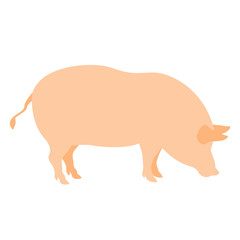pig vector illustration realistic style Flat