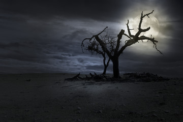 Halloween nght background