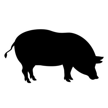 pig vector illustration realistic silhouette black