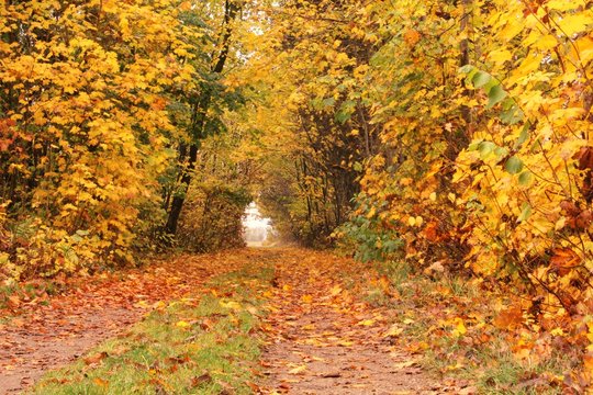 Autumn tree 