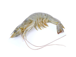 Fresh shrimp isolated on white