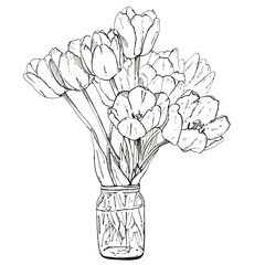 hand drawn graphic flower tulips on white background