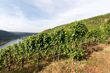 landscape of Moselle vineyards