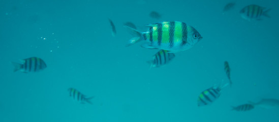 Fototapeta na wymiar Diving, snorkling with school of fishes underwater of tropical sea