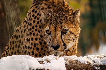 Big cat