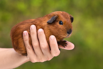 hand with little guinea pig