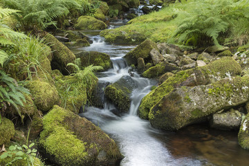 Naklejka na ściany i meble Dartmoor Stream