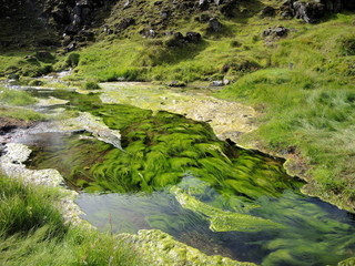 Algues vertes d'Islande