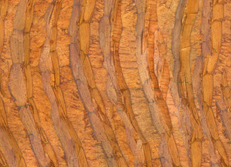 Wood texture. Lining boards wall. Wooden background pattern. Showing growth rings. Orange Colour