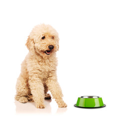 Nice poodle dog isolated on white