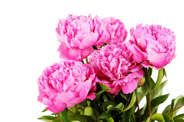 Bouquet of pink peony flowers isolated on a white