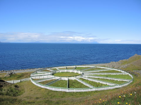 Trieur &agrave; moutons islandais