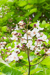 Flowering tree in the summer