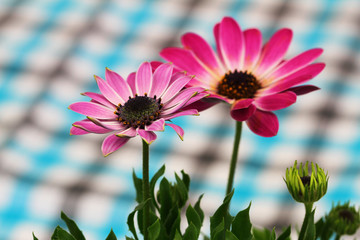 Two pink gerbera daisies with checkered cloth in the background
