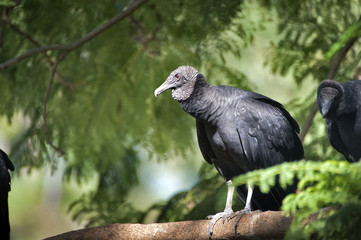 Black vulture