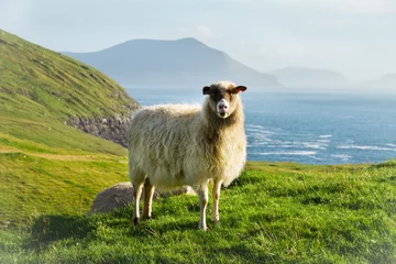 Abwaschbare Fototapete Schaf Wildlife in the Faroe Islands 