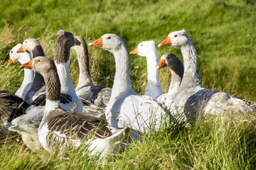 Wildlife in the Faroe Islands 