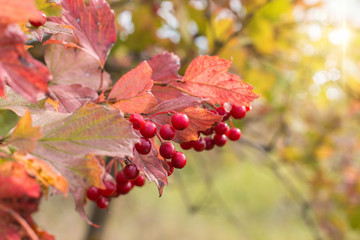 Branch of viburnum berries in the garden