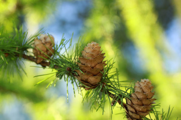 Pine cones in sunlight