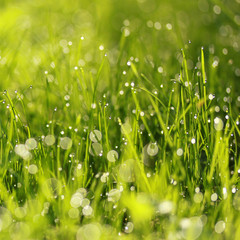 Grass in dews